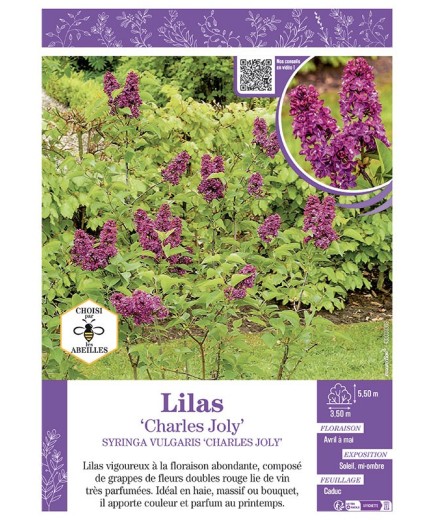 SYRINGA VULGARIS CHARLES JOLY voir LILAS