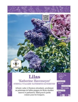 SYRINGA VULGARIS KATHERINE HAVEMEYER voir LILAS