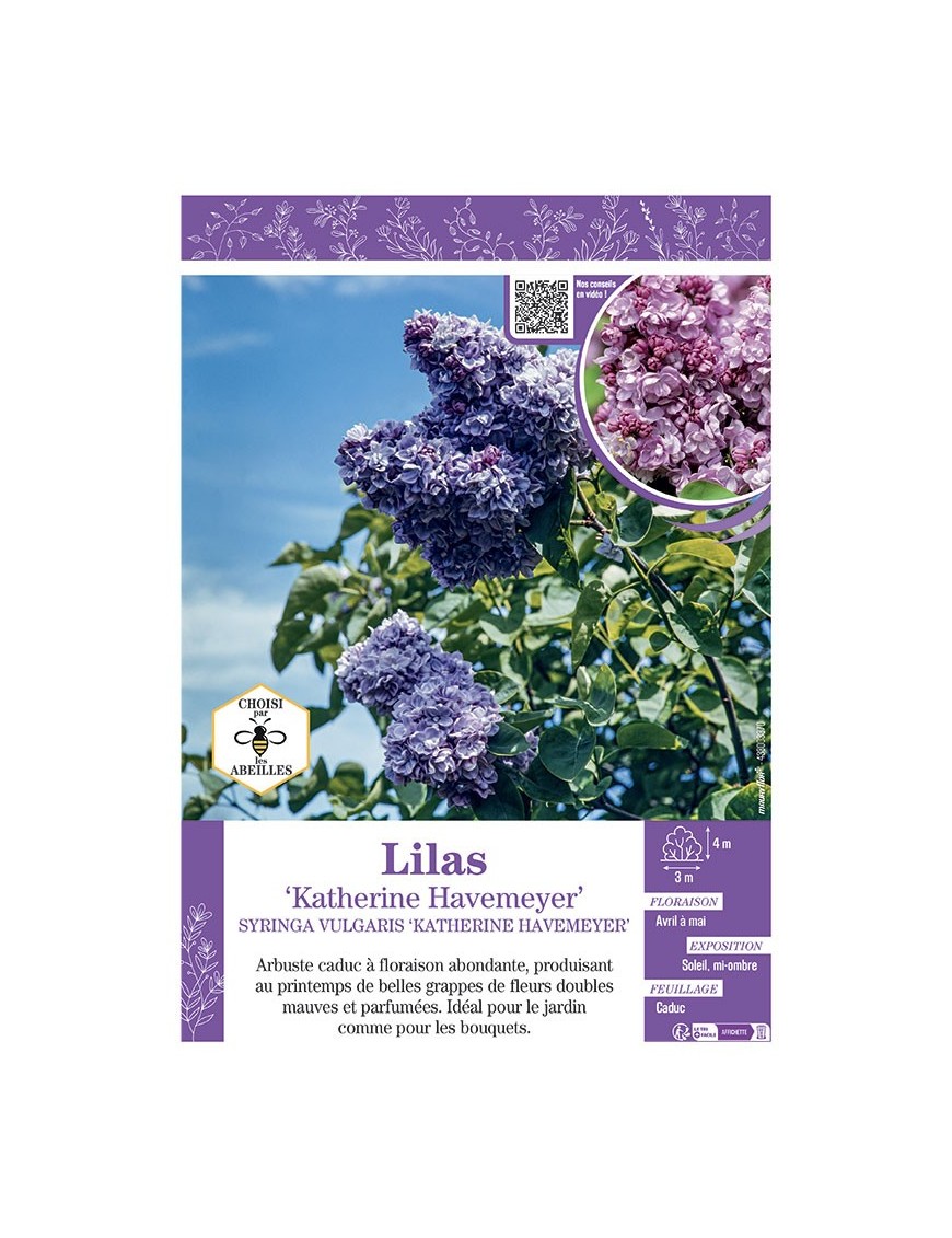 SYRINGA VULGARIS KATHERINE HAVEMEYER voir LILAS
