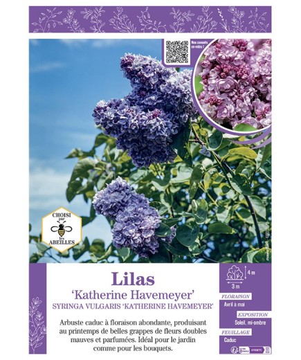 SYRINGA VULGARIS KATHERINE HAVEMEYER voir LILAS