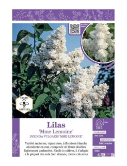 SYRINGA VULGARIS MME LEMOINE voir LILAS