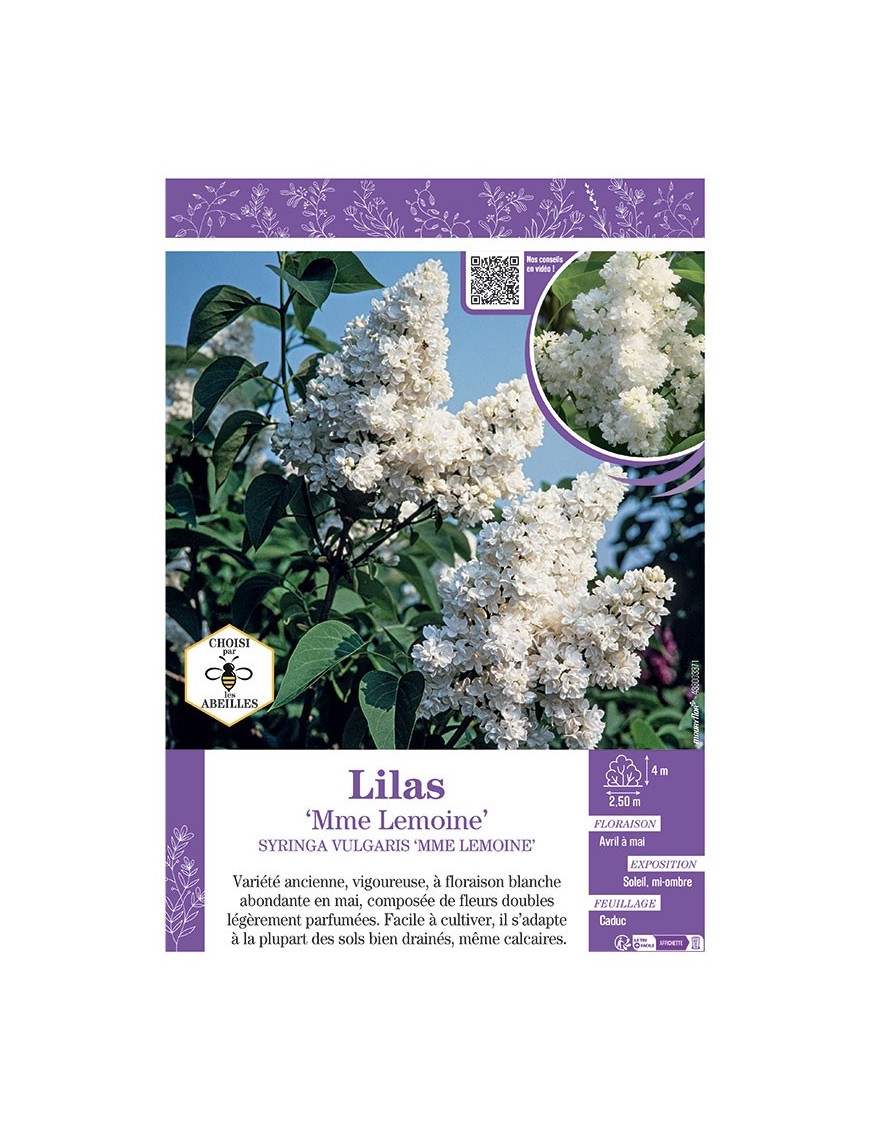 SYRINGA VULGARIS MME LEMOINE voir LILAS