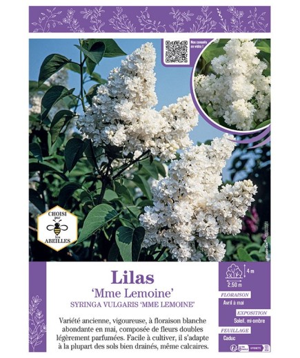 SYRINGA VULGARIS MME LEMOINE voir LILAS
