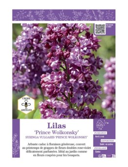 SYRINGA VULGARIS PRINCE WOLKONSKY voir LILAS