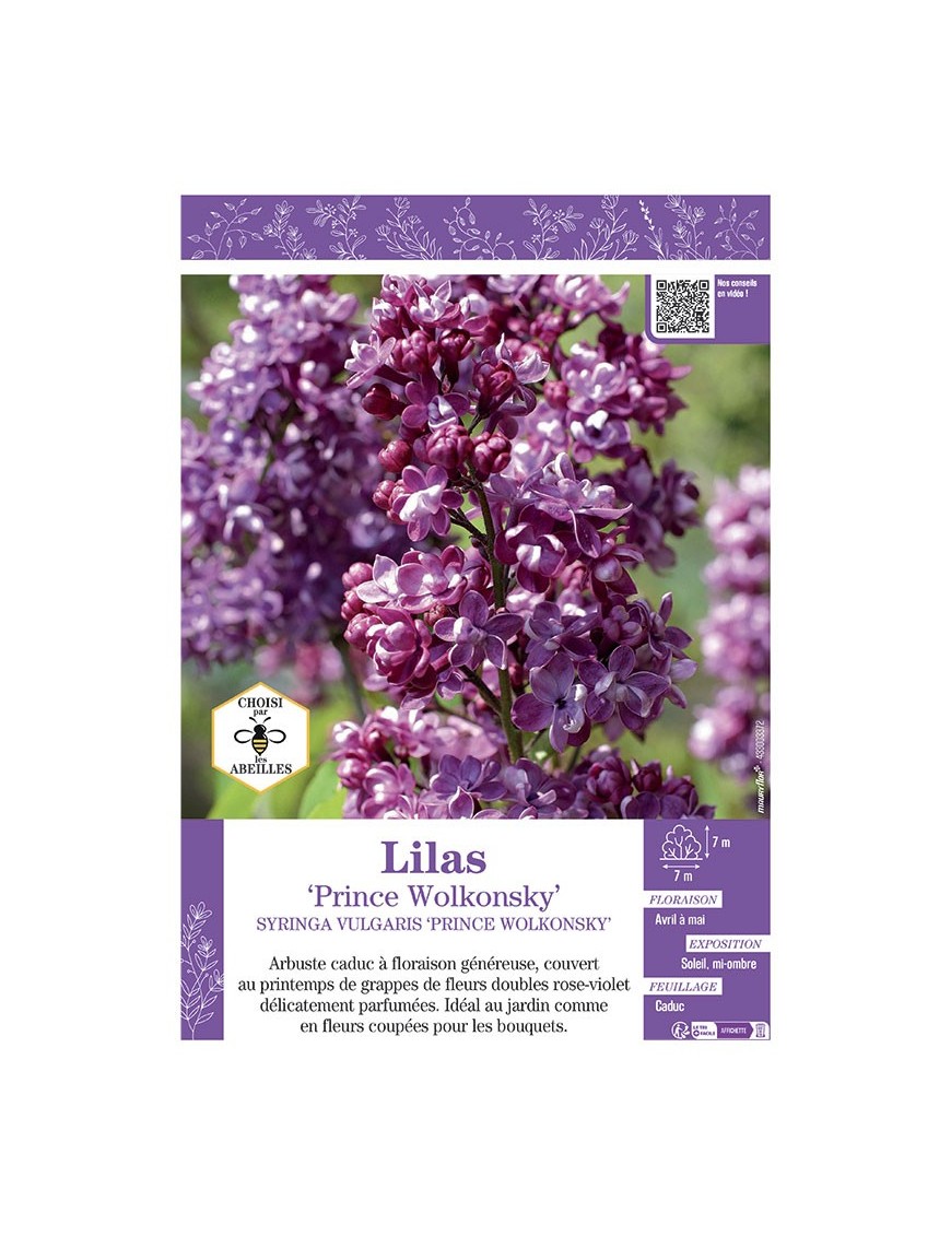 SYRINGA VULGARIS PRINCE WOLKONSKY voir LILAS