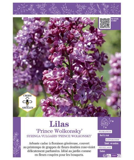 SYRINGA VULGARIS PRINCE WOLKONSKY voir LILAS