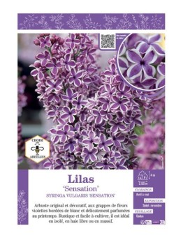 SYRINGA VULGARIS SENSATION voir LILAS