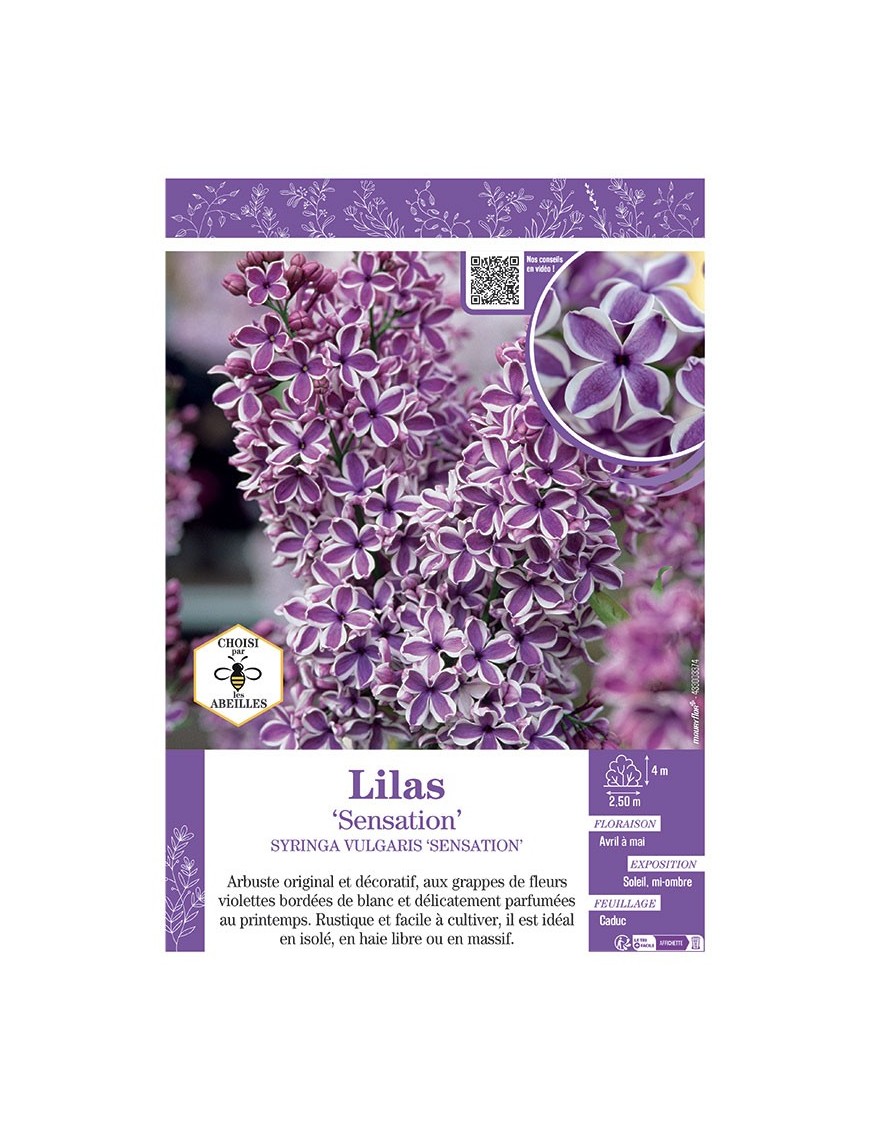 SYRINGA VULGARIS SENSATION voir LILAS