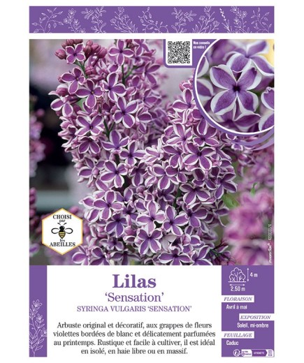 SYRINGA VULGARIS SENSATION voir LILAS