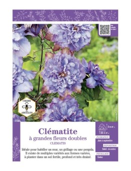 CLÉMATITE À GRANDES FLEURS DOUBLES (bleu mauve)