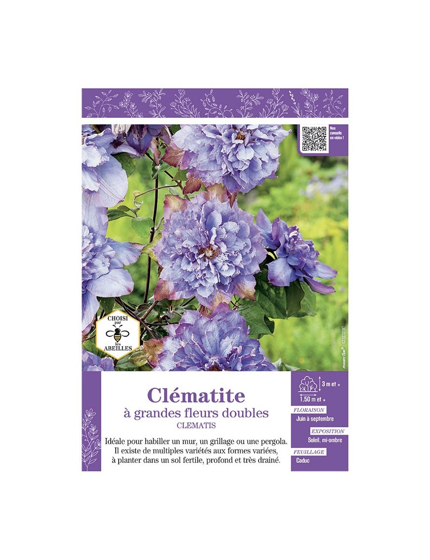 CLÉMATITE À GRANDES FLEURS DOUBLES (bleu mauve)