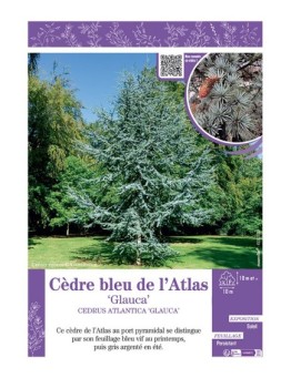 CEDRUS ATLANTICA GLAUCA  voir CÈDRE BLEU DE L'ATLAS