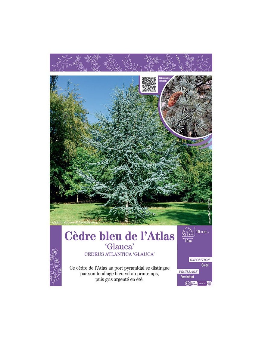 CEDRUS ATLANTICA GLAUCA  voir CÈDRE BLEU DE L'ATLAS