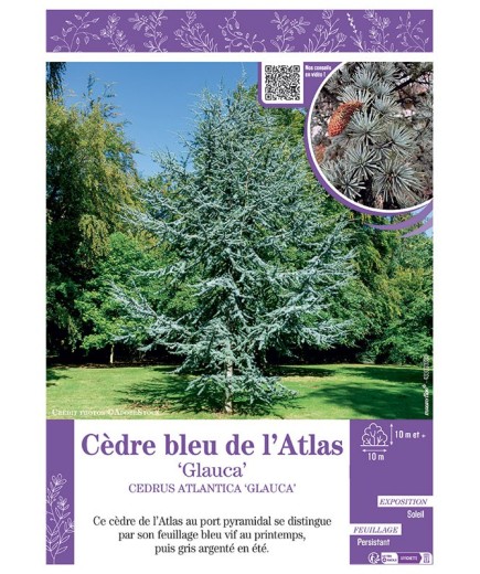 CEDRUS ATLANTICA GLAUCA  voir CÈDRE BLEU DE L'ATLAS