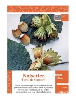 NOISETIER FERTIL DE COULTARD
