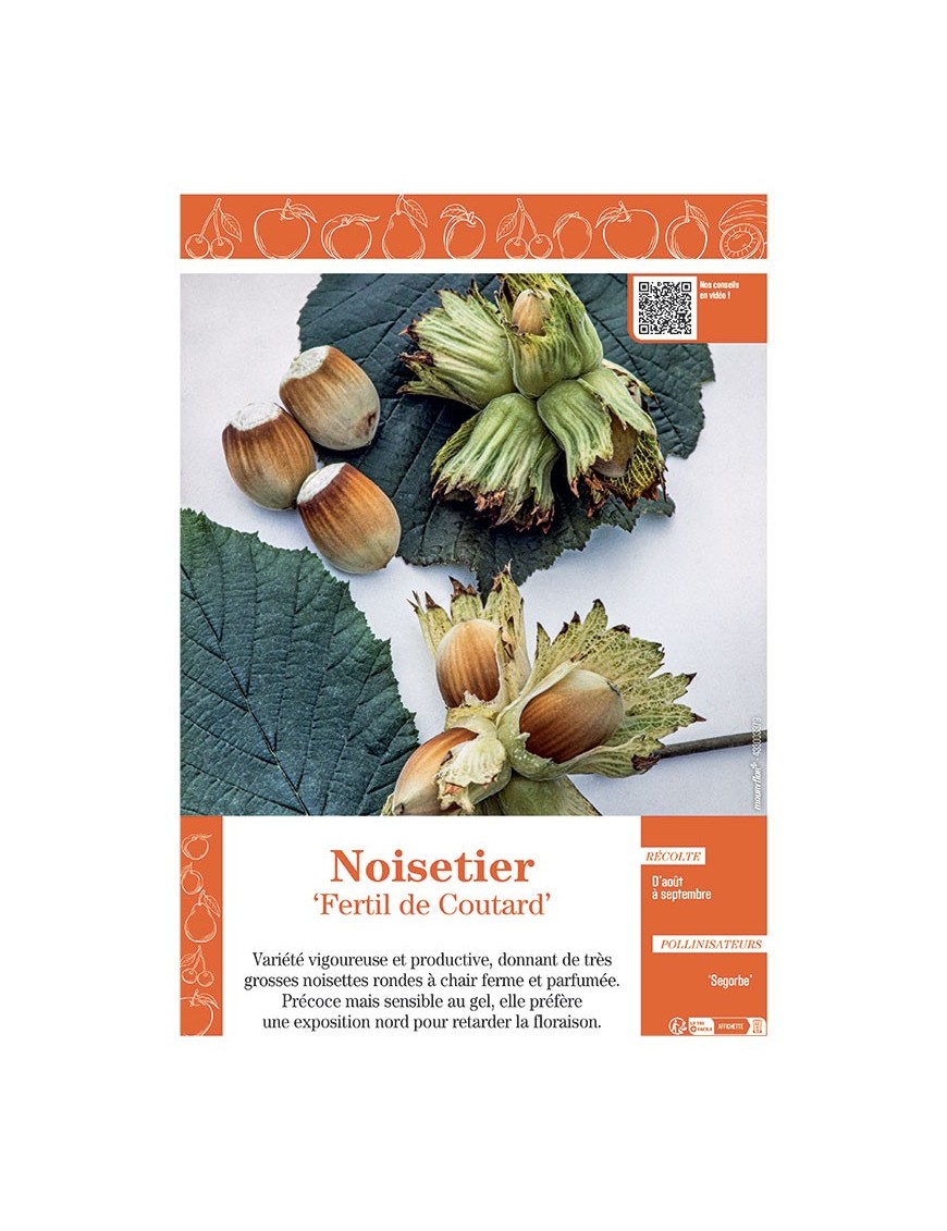 NOISETIER FERTIL DE COULTARD