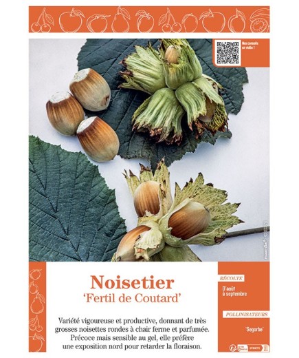 NOISETIER FERTIL DE COULTARD