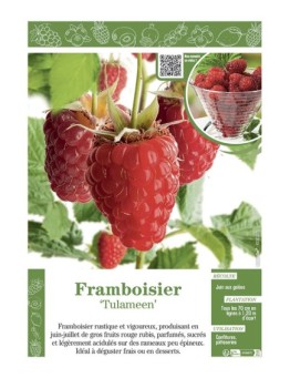 FRAMBOISIER TULAMEEN