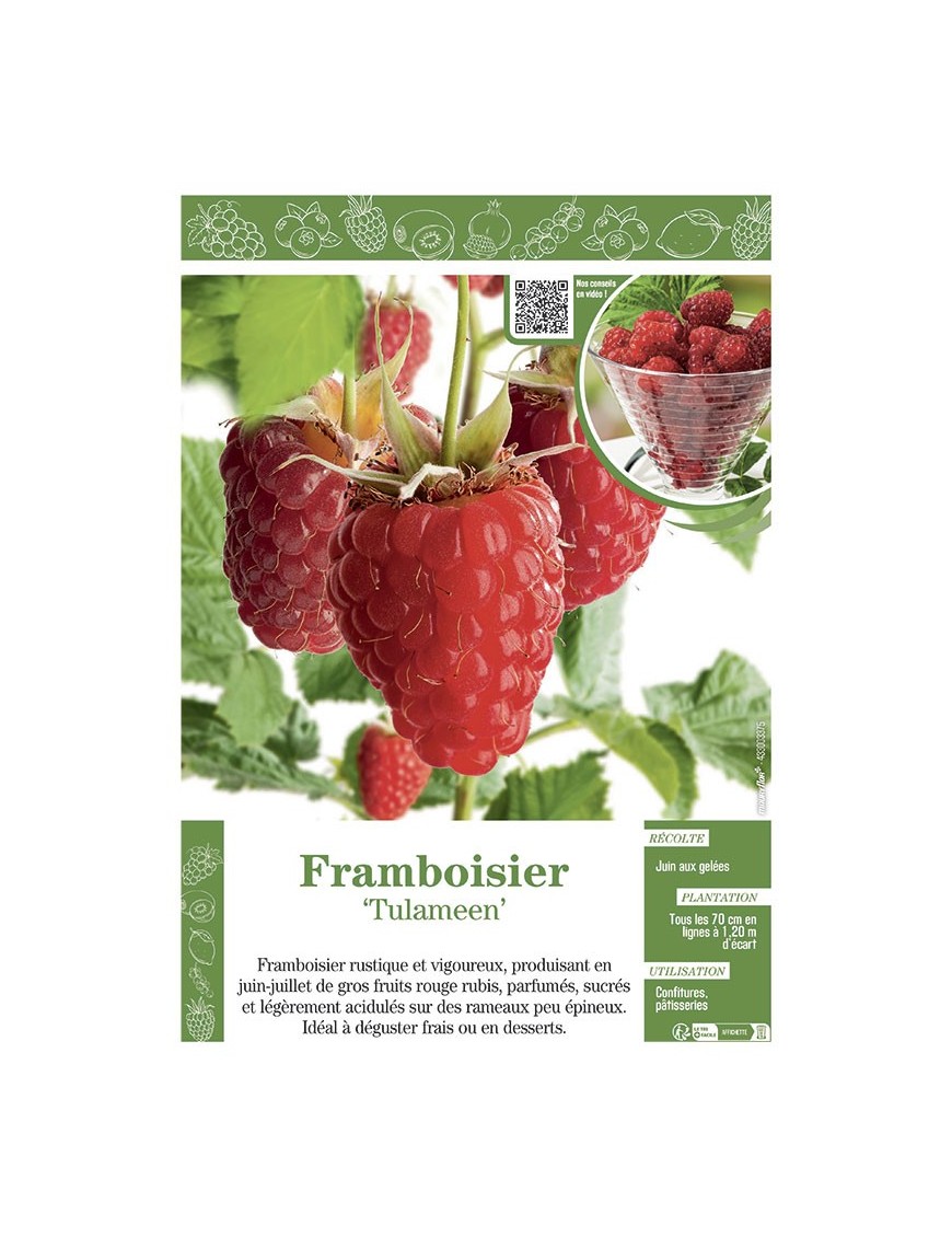 FRAMBOISIER TULAMEEN
