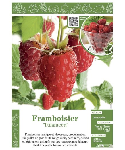 FRAMBOISIER TULAMEEN