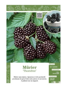 MÛRE THORNFREE