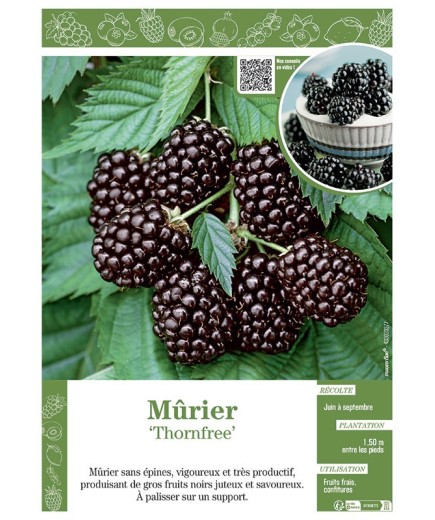 MÛRE THORNFREE