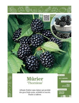 MÛRE THORNLESS