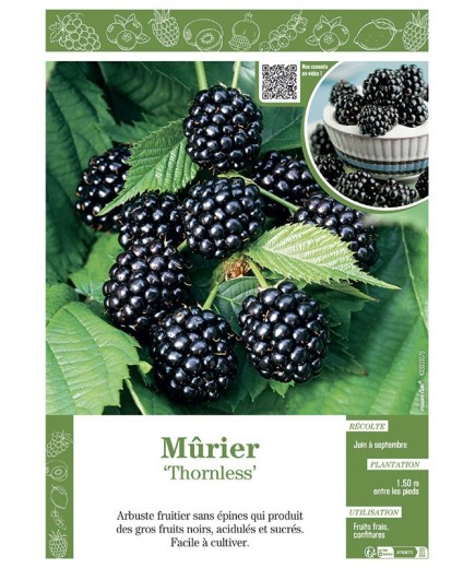 MÛRE THORNLESS