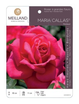 Rosier à grandes fleurs MARIA CALLAS ® Meidaud