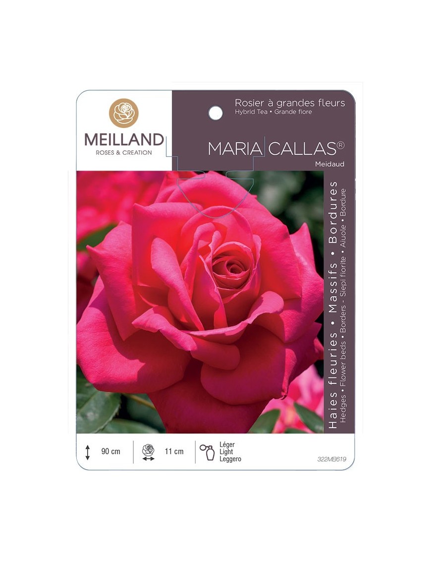Rosier à grandes fleurs MARIA CALLAS ® Meidaud