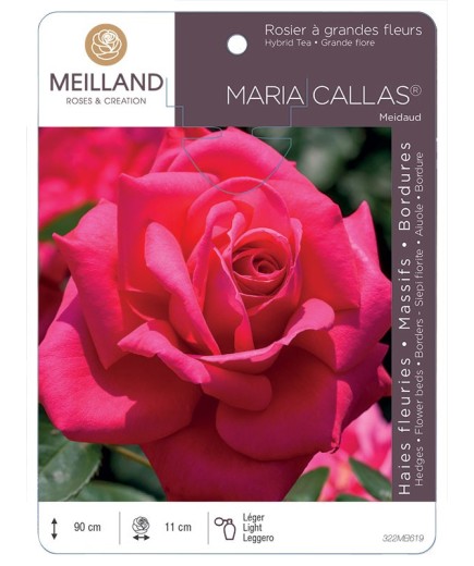 Rosier à grandes fleurs MARIA CALLAS ® Meidaud