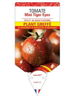 TOMATE MINI TIGER EYES PLANT GREFFÉ