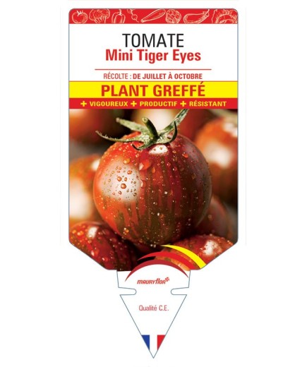 TOMATE MINI TIGER EYES PLANT GREFFÉ