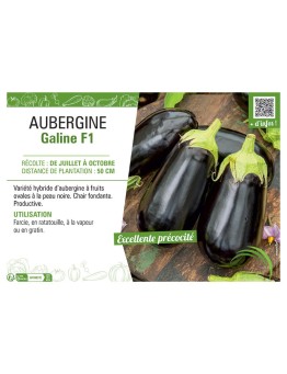 AUBERGINE GALINE F1