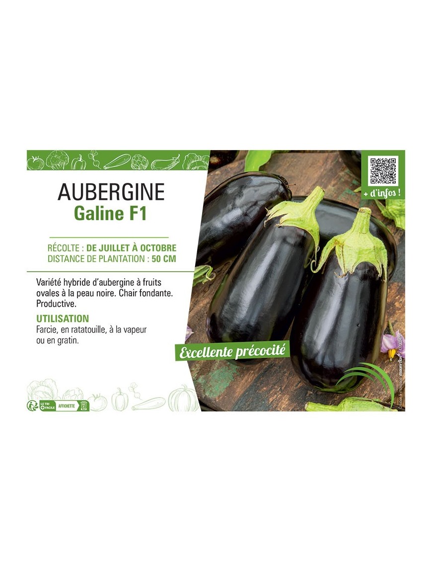 AUBERGINE GALINE F1