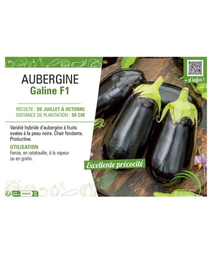 AUBERGINE GALINE F1