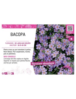 BACOPA BLEU