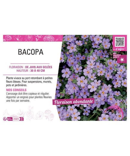 BACOPA BLEU