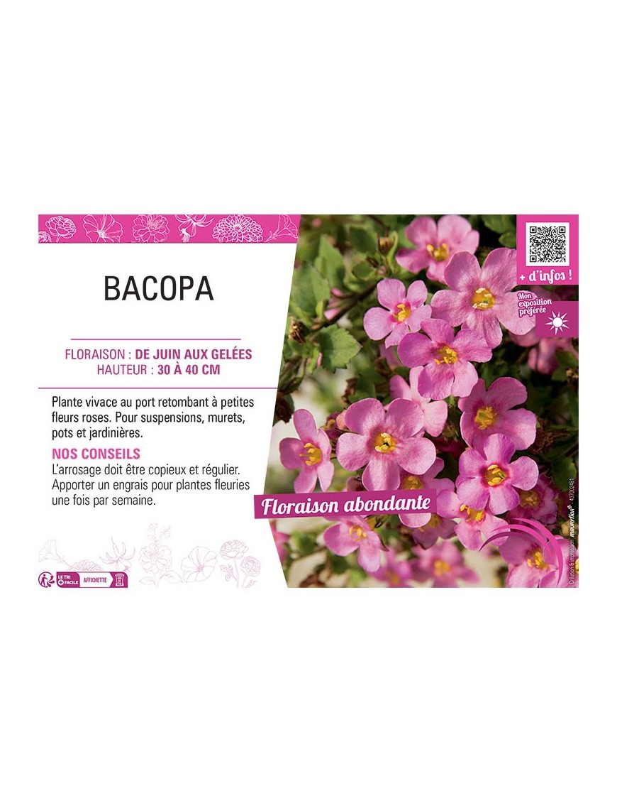 BACOPA ROSE