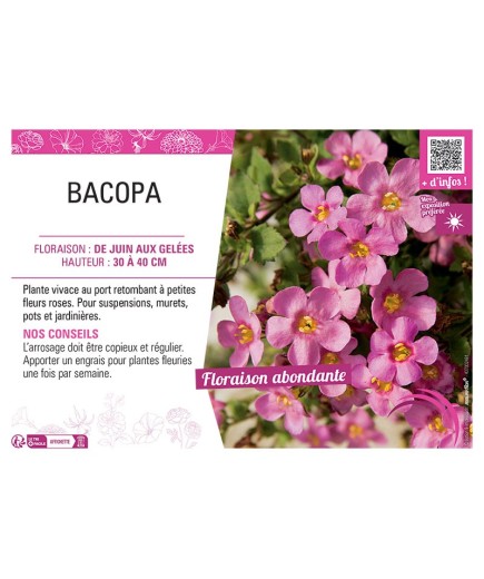 BACOPA ROSE