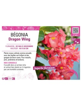 BÉGONIA DRAGON WING ROSE