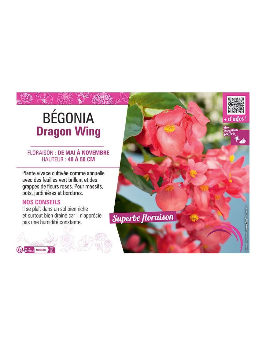BÉGONIA DRAGON WING ROSE