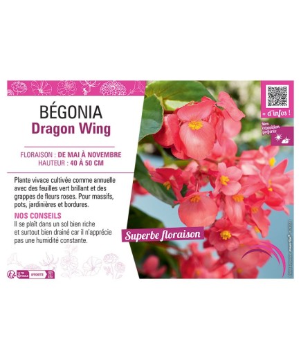 BÉGONIA DRAGON WING ROSE