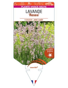 LAVANDULA (angustifolia) ROSEA
