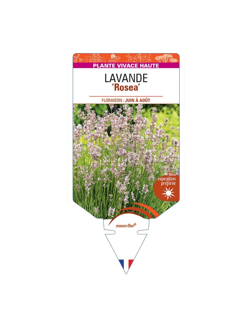 LAVANDULA (angustifolia) ROSEA