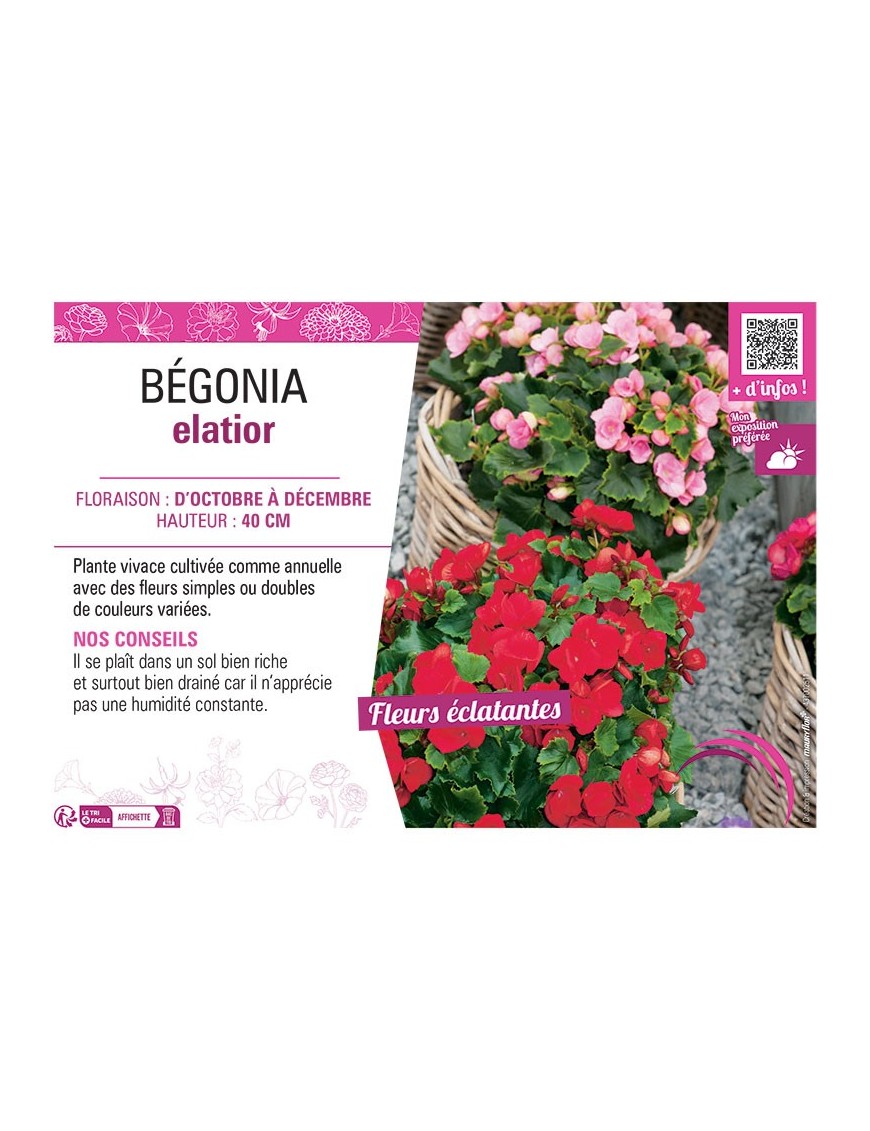 BÉGONIA ELATIOR (varié)