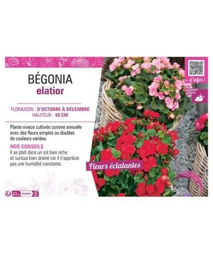 BÉGONIA ELATIOR (varié)