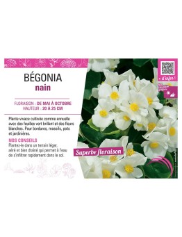 BÉGONIA NAIN BLANC