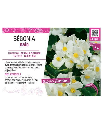 BÉGONIA NAIN BLANC