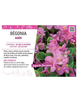 BÉGONIA NAIN ROSE